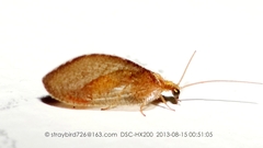 Hemerobius exoterus