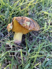 Aureoboletus flaviporus