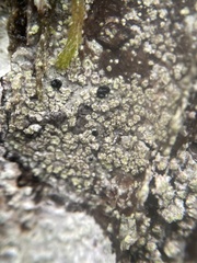 Buellia griseovirens