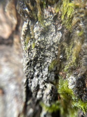 Buellia griseovirens