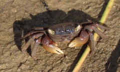 Parasesarma catenatum