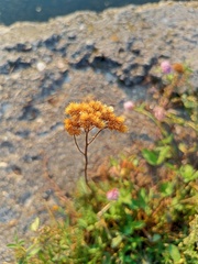 Achillea millefolium