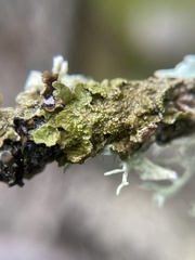 Melanelixia glabratula