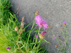 Centaurea jacea