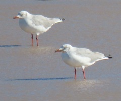 Chroicocephalus cirrocephalus poiocephalus