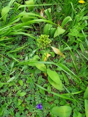 Allium victorialis