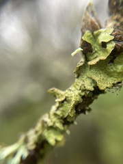 Melanelixia glabratula