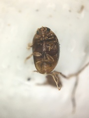 Sericoderus