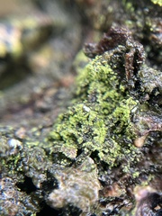 Biatora efflorescens