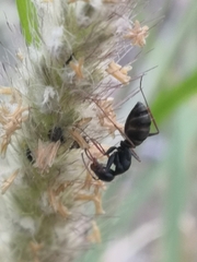 Camponotus feae