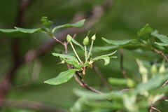 Rhododendron pilosum