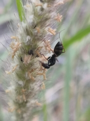 Camponotus feae
