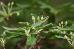 Rhododendron pilosum