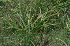 Crinum campanulatum