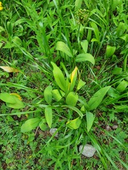 Allium victorialis