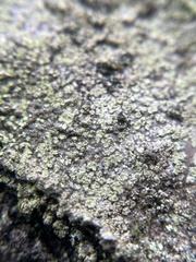 Buellia griseovirens