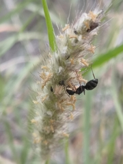 Camponotus feae