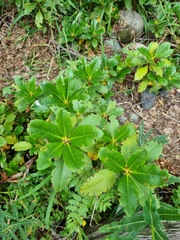 Rhododendron caucasicum