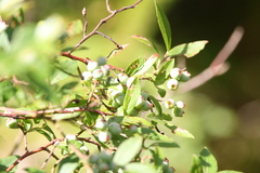 Vaccinium