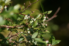 Vaccinium