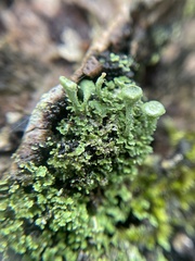 Cladonia chlorophaea