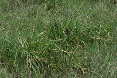 Crinum campanulatum
