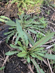 Rumex verticillatus