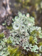 Cladonia chlorophaea
