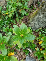 Rhododendron caucasicum