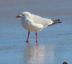 Chroicocephalus cirrocephalus poiocephalus