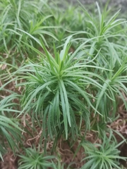 Plantago arborescens