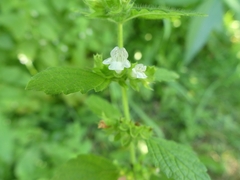 Melissa officinalis