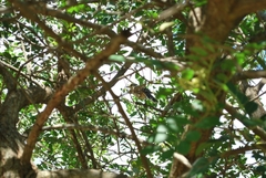 Mimus saturninus