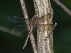 Libellula incesta