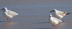 Chroicocephalus cirrocephalus poiocephalus