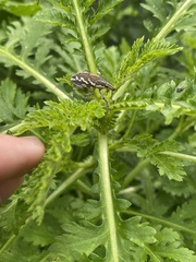 Cyphocleonus armitagei