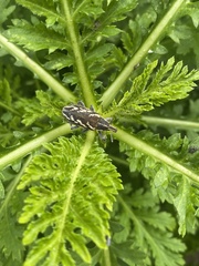 Cyphocleonus armitagei