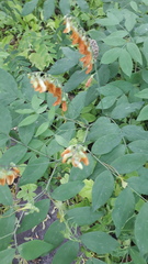 Lathyrus laevigatus