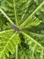 Cyphocleonus armitagei