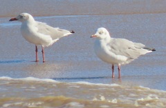 Chroicocephalus cirrocephalus poiocephalus