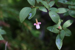 Vaccinium erythrocarpum