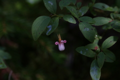 Vaccinium erythrocarpum