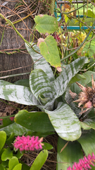Aechmea fasciata