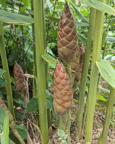 Cassumunar ginger (Zingiber purpureum)