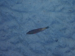 Oxycheilinus digramma