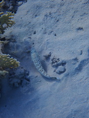 Parapercis hexophtalma