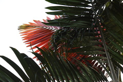 Chambeyronia macrocarpa