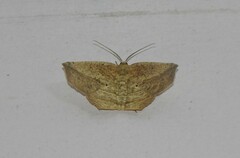 Geometridae