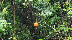 Melodinus suaveolens