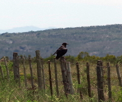 Corvus capensis